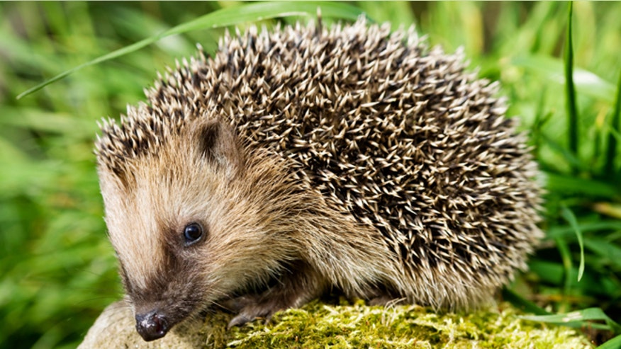 hedgehog istock.jpg